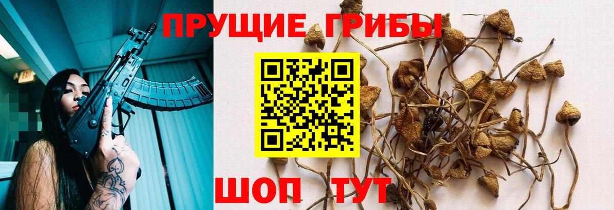 Псилоцибиновые грибы прущие грибы  Вход с VPN  Галлюциногенные грибы Psilocybe  Новокубанск 